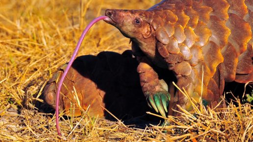 Pangolin nyelv