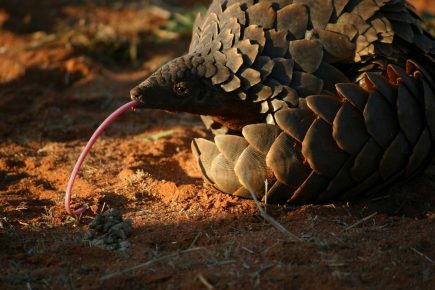 Pangolin nyelv
