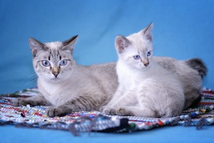 Mekong Bobtail - cica macska