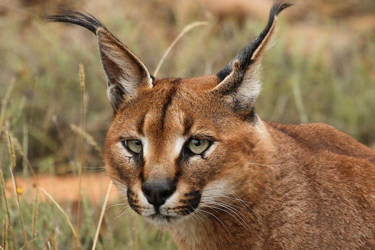 Caracal