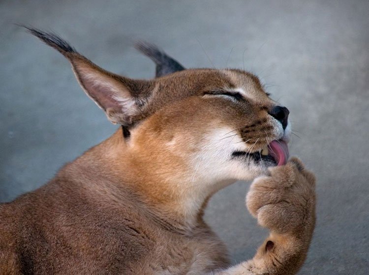 Caracal mossa magát
