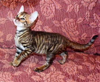 Toyger fajta cica