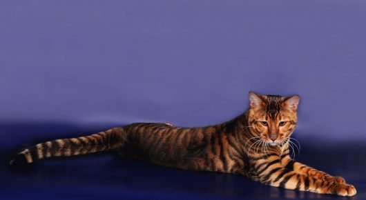 Toyger macska pihen