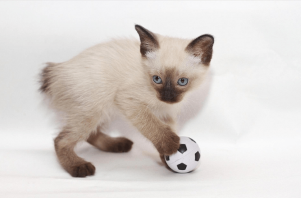 Mekong Bobtail Kitten