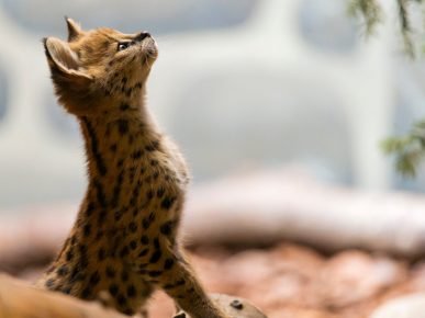 Serval cica