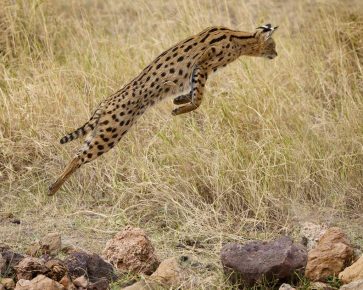 Serval az ugrás a zsákmányért