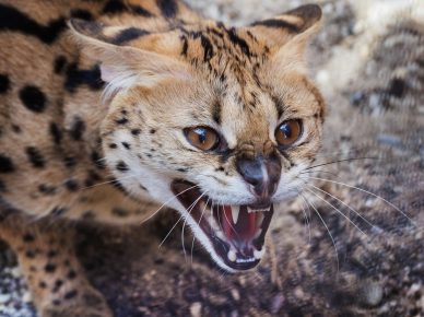 Serval macska