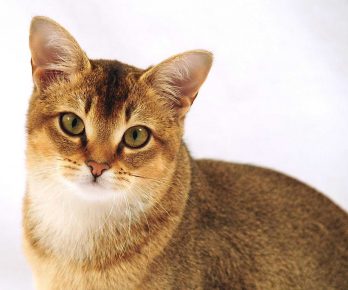 Kitty fajta macska