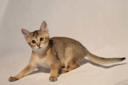 Chausie cica