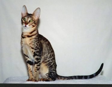Serval-szerű macska