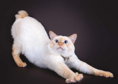 A Mekong bobtail nyúlik
