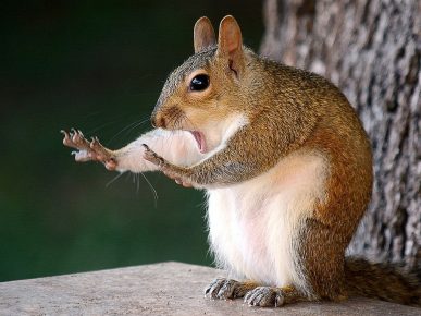 Chipmunk