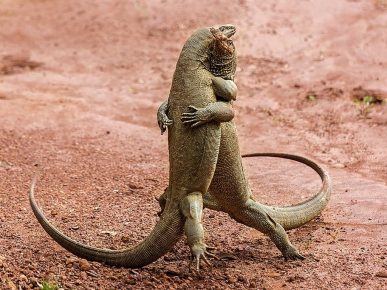 Lizards