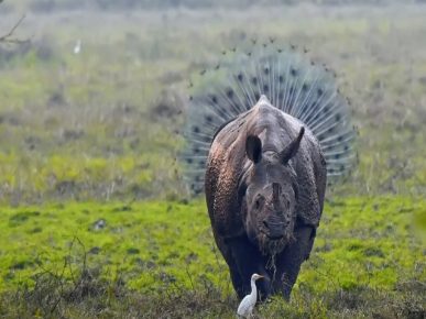 „Orrszarvú”