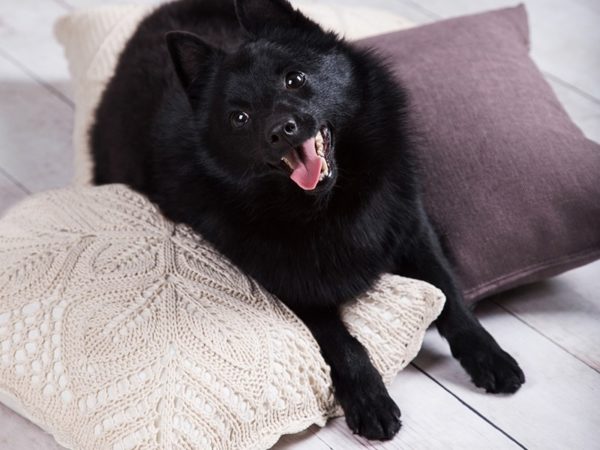 Aranyos Schipperke