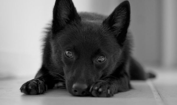 Schipperke fekszik