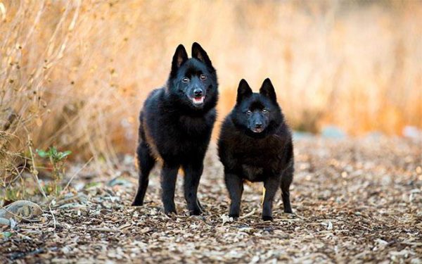 Schipperke séta
