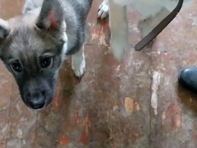 Husky Puppy