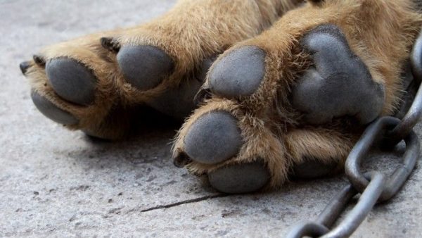 A kutyának hideg lába van, mit kell tennie