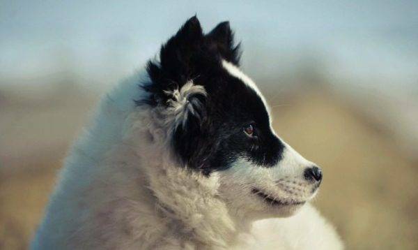 a Jakut husky arca