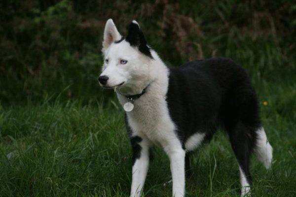 Jakut husky az erdőben