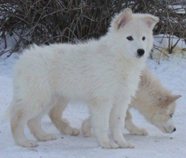 Yakut husky kölyökkutyák