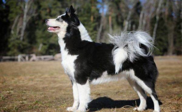 Yakut Laika oldalra