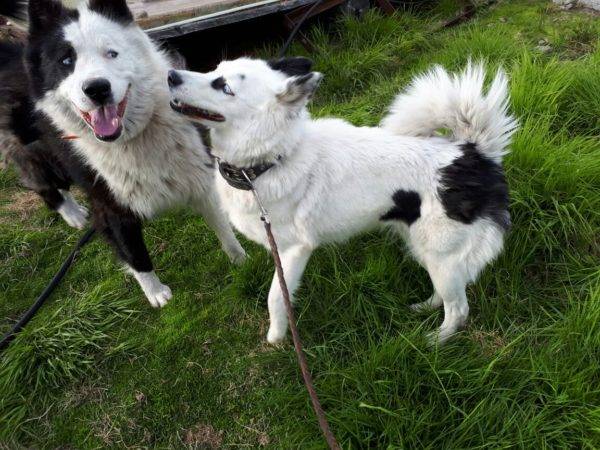 Yakut husky a természetben