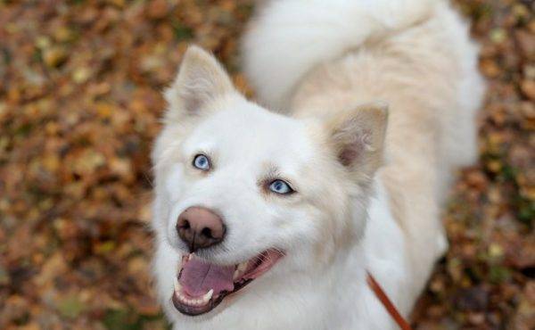 gyönyörű fotó Yakut husky-kről