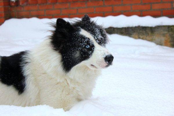 Yakut husky a hóban