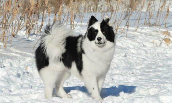 Yakut téli husky