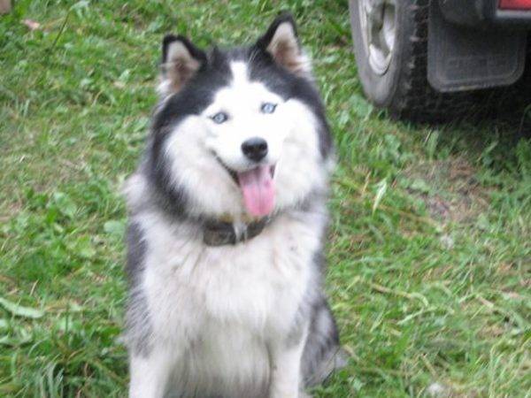 Yakut husky fehér-szürke