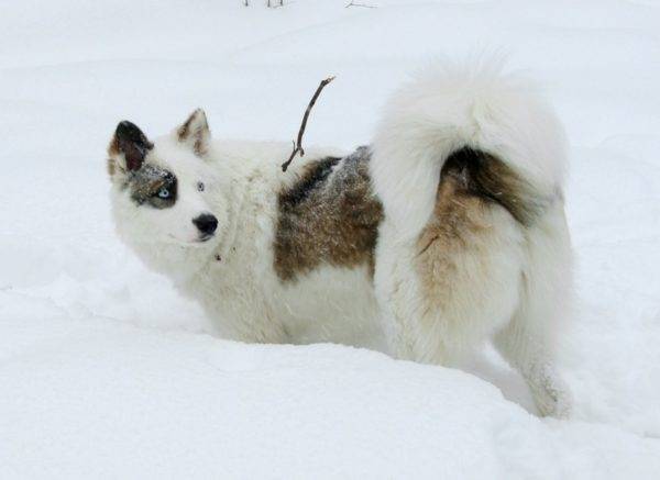 Jakut husky fekete-fehér, piros jelekkel