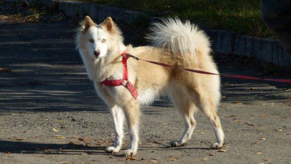 Yakut husky fehér-piros