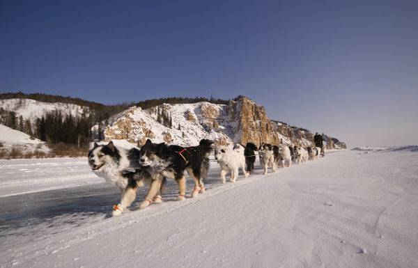 sok Yakut husky