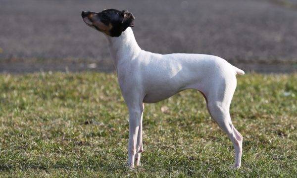 Japán terrier