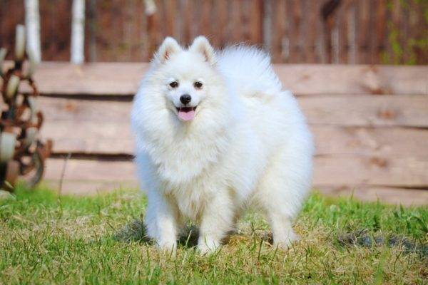 Japanese Spitz