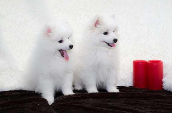 Japán Spitz fehér alapon