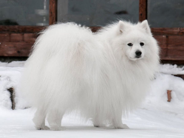 Japán Spitz fajta leírása