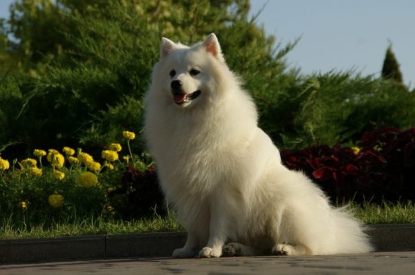 Japán Spitz ül