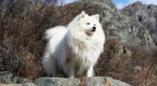Japán Spitz áll