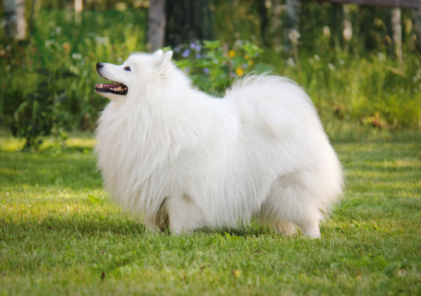 Gyönyörű japán Spitz