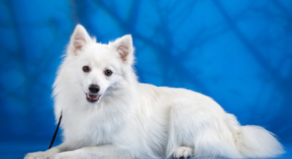 Gyönyörű japán Spitz kék háttérrel