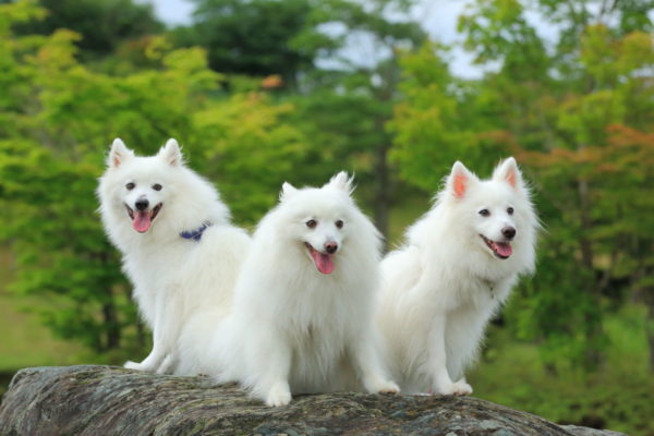 Japanese Spitz
