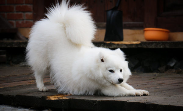 Vicces japán Spitz