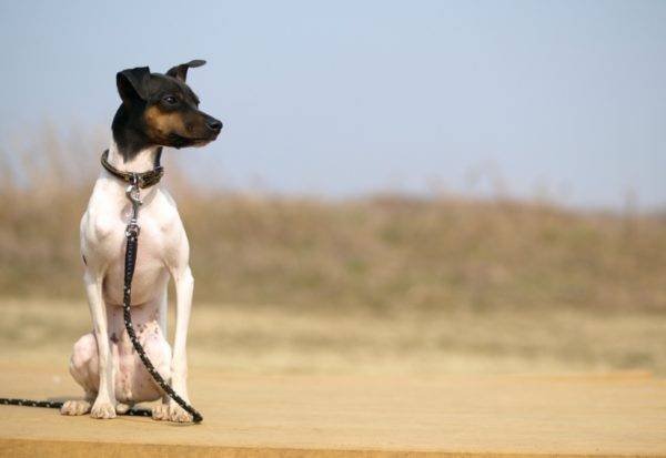 Japán terrier ül