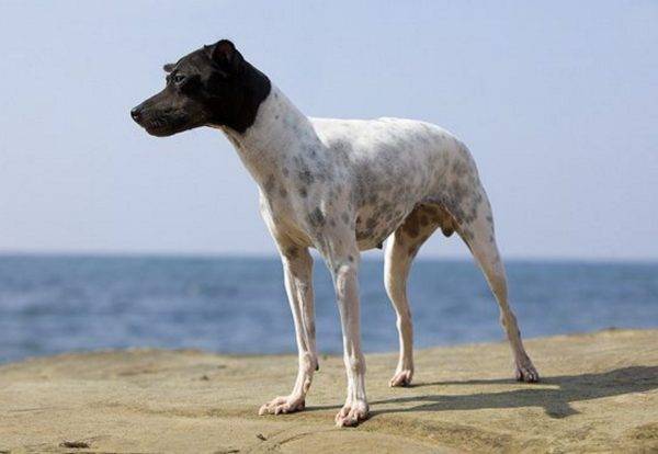 Japán terrier a tengeren