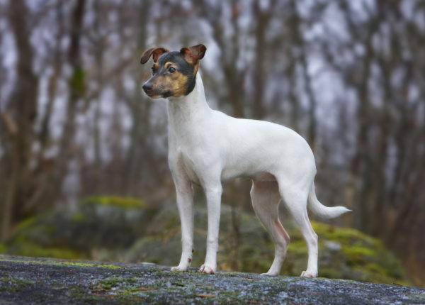 Japán terrier az erdőben